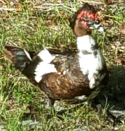 White, brown and black duck with vibrant red, bumpy trim on its head visited Gaye Lyn at a FL RV Park.